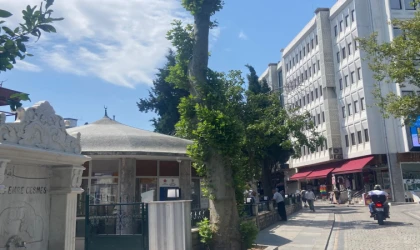 Budanan Ağaçlar Yeniden Filizleniyor